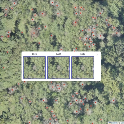 Forest Pest and Disease (Pine Wilt Disease) Detection System 1